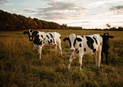 3 cows on pasture