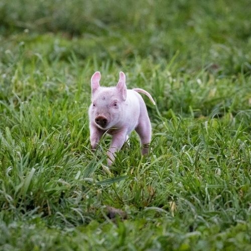 baby pig running