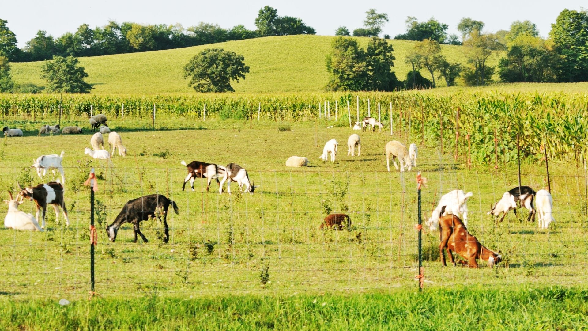 Mobile Farm Veterinarian Near Me Petaluma, CA