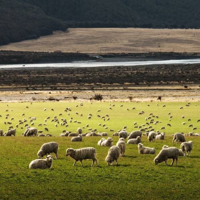 sheep flock on grass