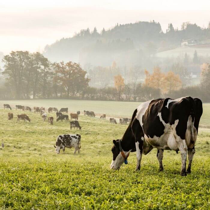 cows grazing